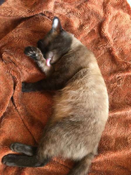 Кот тонкинез в Санкт-Петербурге