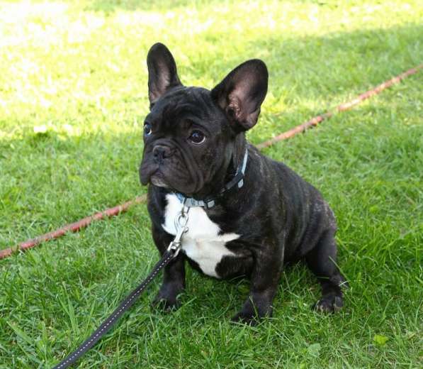 Подрощенные девочки (РКФ) в Москве фото 5