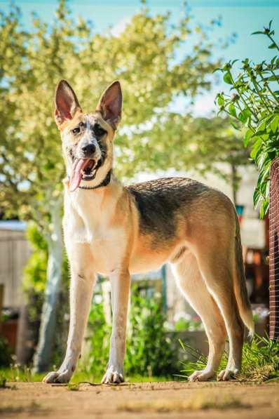 Красавчик, метис овчарки Рэкс в дар