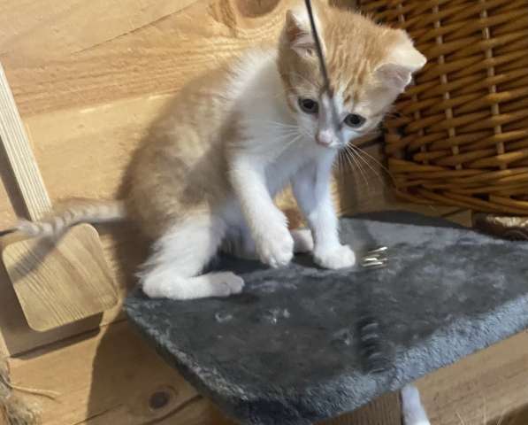 Отдам котенка в добрые, заботливые руки в Москве фото 5