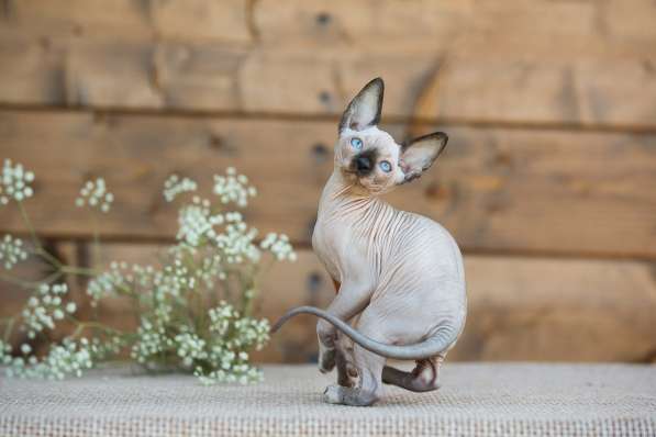 Стиль и нежность- Эльф, бамбино или сфинкс в Волгограде фото 5