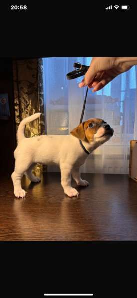 Собака в Ростове-на-Дону фото 3