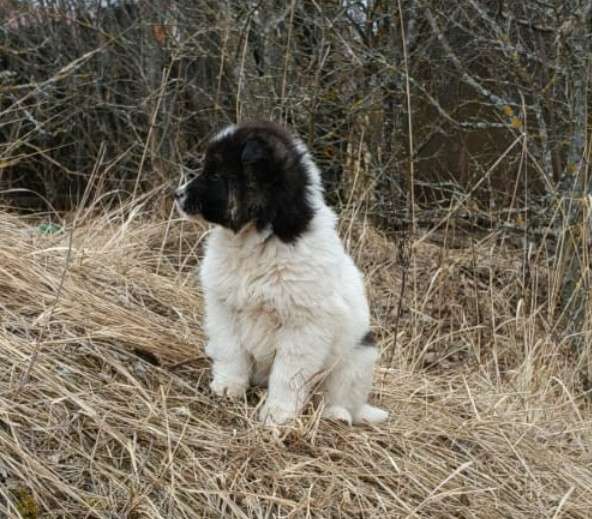 Маленькая Мотя ищет дом в Домодедове фото 7