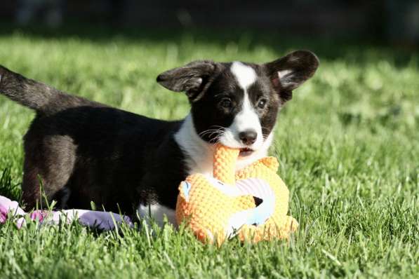 Щенок вельш корги кардиган в Москве фото 7