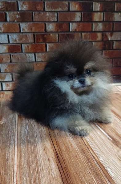 Pomeranian spitz. Mini girl
