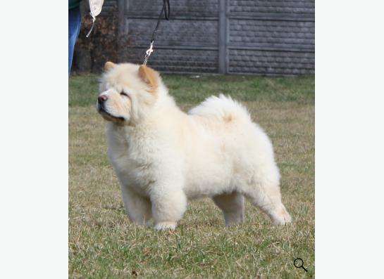 Щенки чау-чау в Москве фото 8