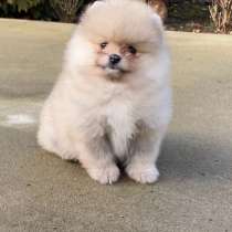 Померанский шпиц белый крем, в г.Варшава