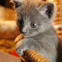 Котят в добрые руки, в Москве