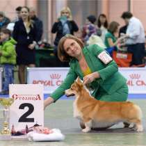 Вельш-корги-пемброка щенки от Вице-Чемпиона Мира, в Москве
