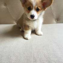 Корги Новокуйбышев, в Новокуйбышевске