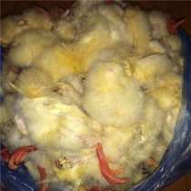Суточные цыплята на корм животным, заморозка, в Екатеринбурге