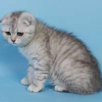 Шотландский котик, в Москве