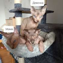 Милые котята, в г.Berlin