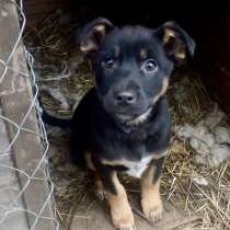 ШОКОЛАПКЕ НУЖНА СЕМЬЯ, в г.Минск