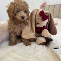 Щенок, в Ростове-на-Дону