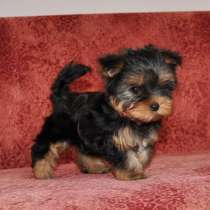 Щенки Йоркширского Терьера, в Москве