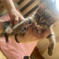 Котята в добрые руки, в Краснодаре