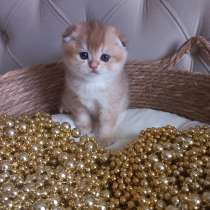 Золотая шиншилла, в Краснодаре