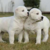 БЕЛЫЕ ЩЕНКИ АЗИАТА (АЛАБАЙ), в Санкт-Петербурге