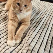 Отдам в хорошие руки котика, в Санкт-Петербурге