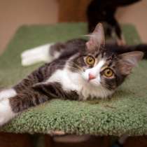 Забавная шалунья Молния грезит о семье и доме, в Москве