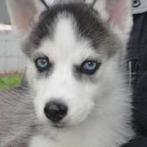 Щенок - Эльвира, в Москве