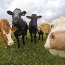 Коровы бычки телята Ульяновске, в Ульяновске