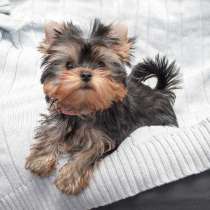 Йоркширский терьер Владикавказ, в Владикавказе