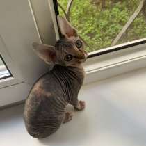 Котята сфинкс, в Москве