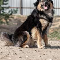 Классная собака даром, в Воскресенске