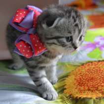 Шотландская вислоухая кошечка, в г.Гомель