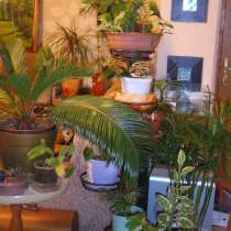 Коллекция комнатных растений, в Анапе
