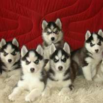 Хаски Ростов, в Ростове-на-Дону