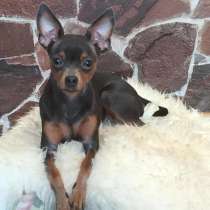 Той терьер Майкоп, в Майкопе