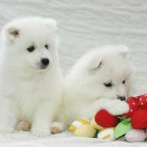 Щенки Самоеда, в Хабаровске