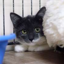 Застенчивая Элли верит в счастливую сказку, в Москве