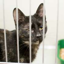 Кошечка Сальма ищет дом, в Москве