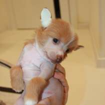 Щенки Китайской хохлатой собаки, в Москве