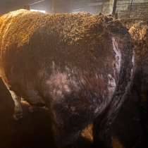 Быки, в Иркутске