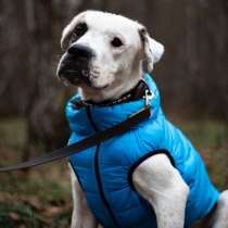 Аргентинец Вайт в добрые руки!, в Москве