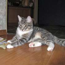 Полосатенькое чудо Пушок, милый домашний котик-подросток, в Москве