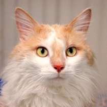 Пушистый Онтарио ищет дом, в Москве