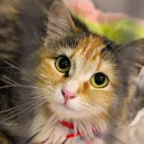 Ласковая Алекса мечтает стать частью семьи, в Москве