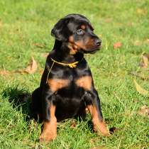 Доберман Муром, в Муроме