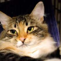 Хрупкая Амазонка намерена покорить благородного человека, в Москве