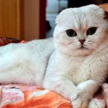 Выставочный жених, вязка, в Костроме
