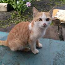 Котенок ищет дом, скоро зима, в Челябинске
