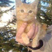 Продам котят курильского бобтейла, в Хабаровске