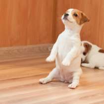 Джек расел Сыктывкар, в Сыктывкаре