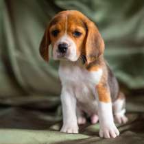 Бигль Геленджике, в Геленджике